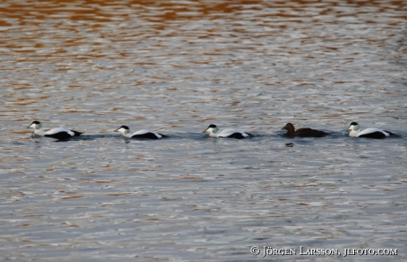 Eider  Somateria mollissima 