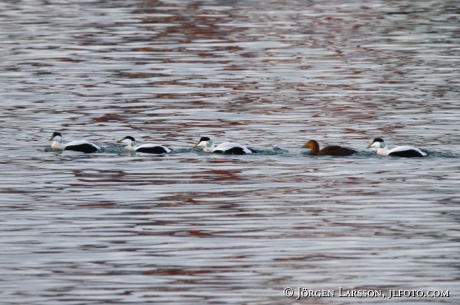 Eider  Somateria mollissima 