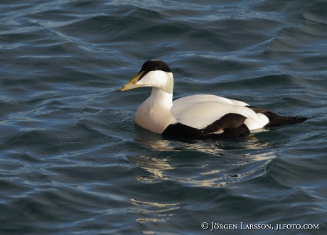 Eider  Somateria mollissima 