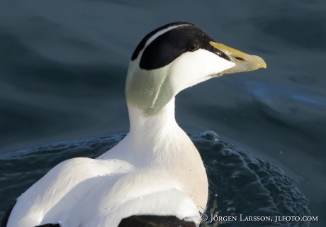 Eider  Somateria mollissima 