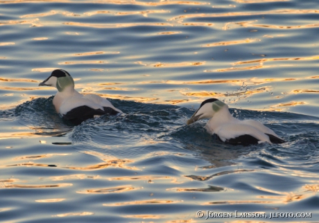 Eider  Somateria mollissima 