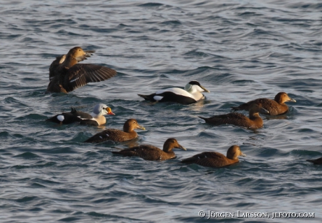 Eider  Somateria mollissima 