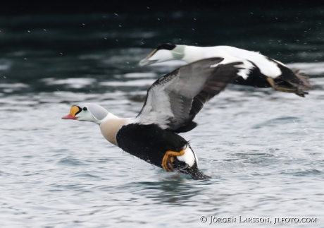 King Eider