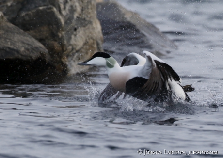 Eider  Somateria mollissima 