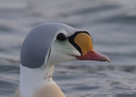 King Eider