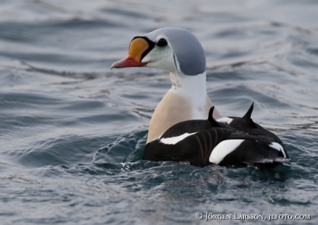 King Eider