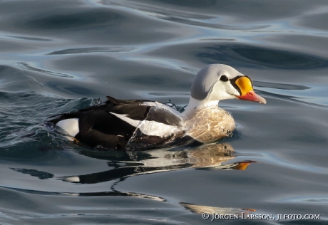 King Eider