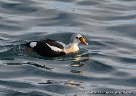 King Eider