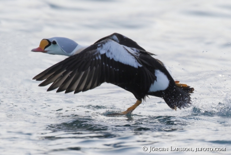 King Eider