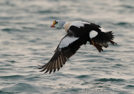 King Eider