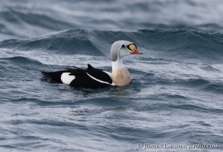 King Eider