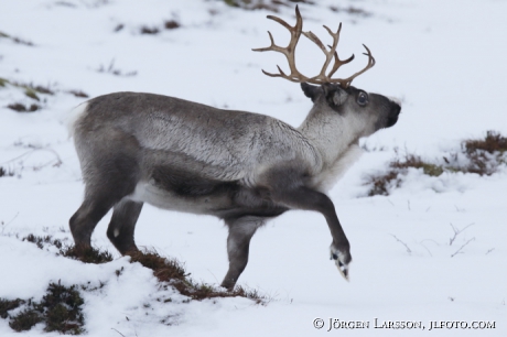 Ren Rangifer tarandus