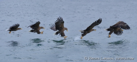 White Tailed Eagle Haliaeetus albicilla