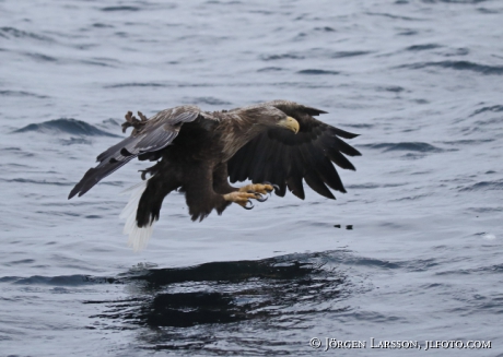 White Tailed Eagle Haliaeetus albicilla