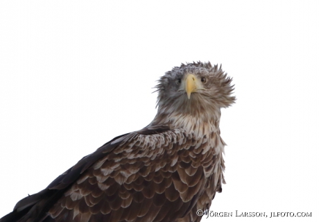 White Tailed Eagle Haliaeetus albicilla