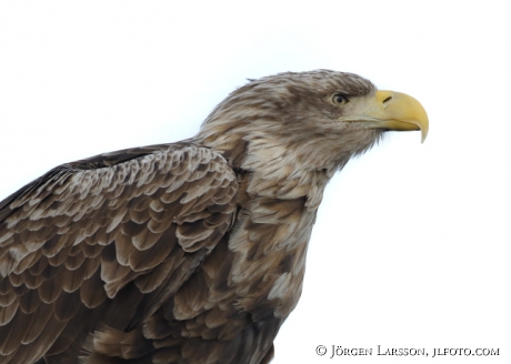 White Tailed Eagle Haliaeetus albicilla