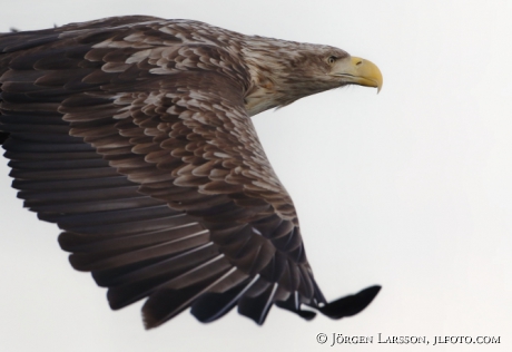 White Tailed Eagle Haliaeetus albicilla