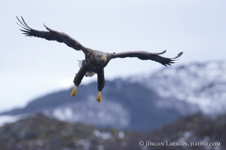 White Tailed Eagle Haliaeetus albicilla