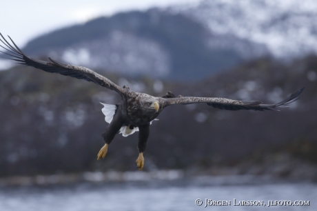 White Tailed Eagle Haliaeetus albicilla