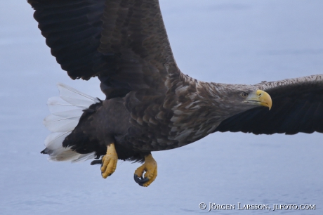 White Tailed Eagle Haliaeetus albicilla