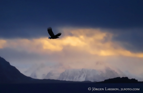 White Tailed Eagle Haliaeetus albicilla