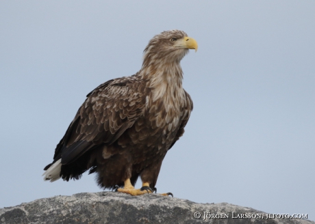 White Tailed Eagle Haliaeetus albicilla