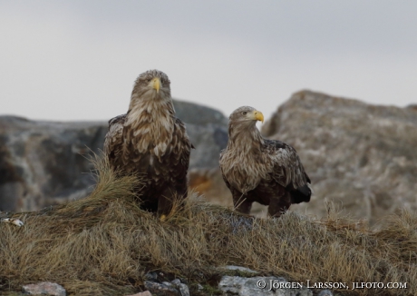 White Tailed Eagle Haliaeetus albicilla