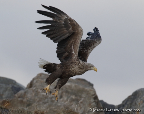 White Tailed Eagle Haliaeetus albicilla