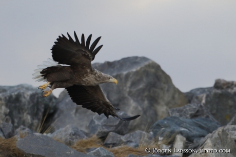 White Tailed Eagle Haliaeetus albicilla