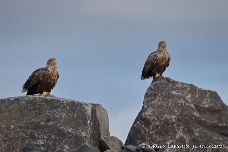 White Tailed Eagle Haliaeetus albicilla