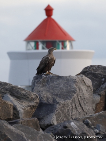 White Tailed Eagle Haliaeetus albicilla, lighthouse