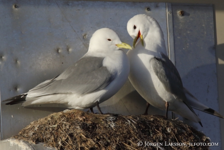 Black-Legged Kittiwake Rissa tridacyta