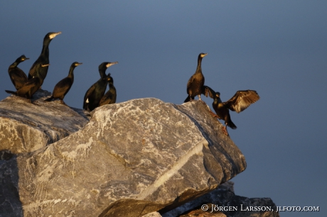 Shag Phalacrocorax aristotelis