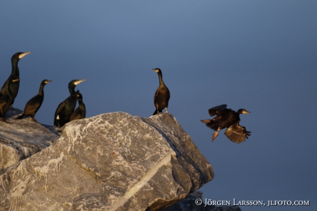 Shag Phalacrocorax aristotelis