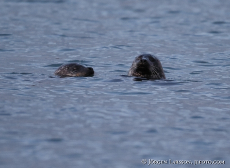 Grey seal Halichoerus grypus 