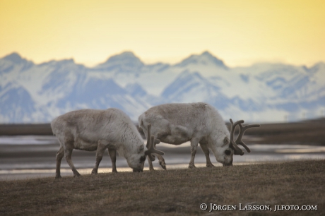 Spetsbergsren Rangifer tarandus