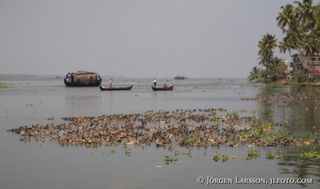 Indien Kerala  Backwater