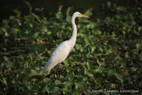 India Kerala  Backwater Great Wite Egret