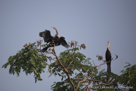 India Kerala  Backwater  Heron