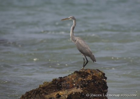 Heron Lighthouse Beach Kerala India