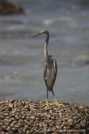 Heron Lighthouse Beach Kerala India