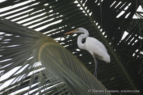 Heron Lighthouse Beach Kerala India Great White Egret  Heron