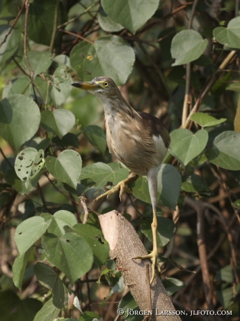 Backwater Kerala India Squacco Heron