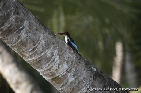 Backwater Kerala India Kingfisher