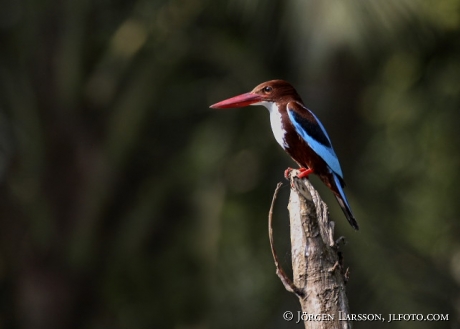 Backwater Kerala India Kingfisher