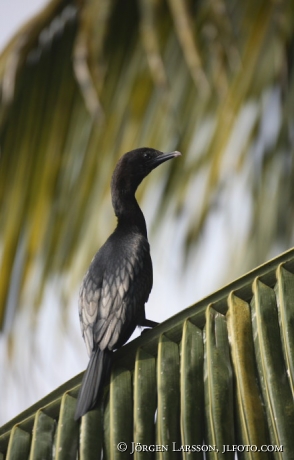 Backwater Kerala India Cormoran