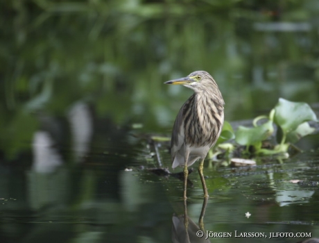 Backwater Kerala Indien Squacco Heron