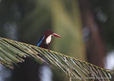 Backwater Kerala Indien Kingfisher