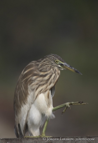 Backwater Kerala Indien Squacco Heron