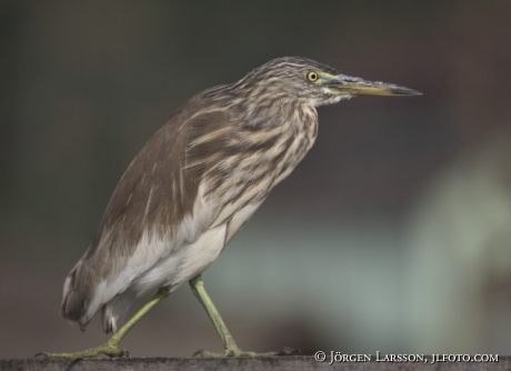 Backwater Kerala India Squacco Heron